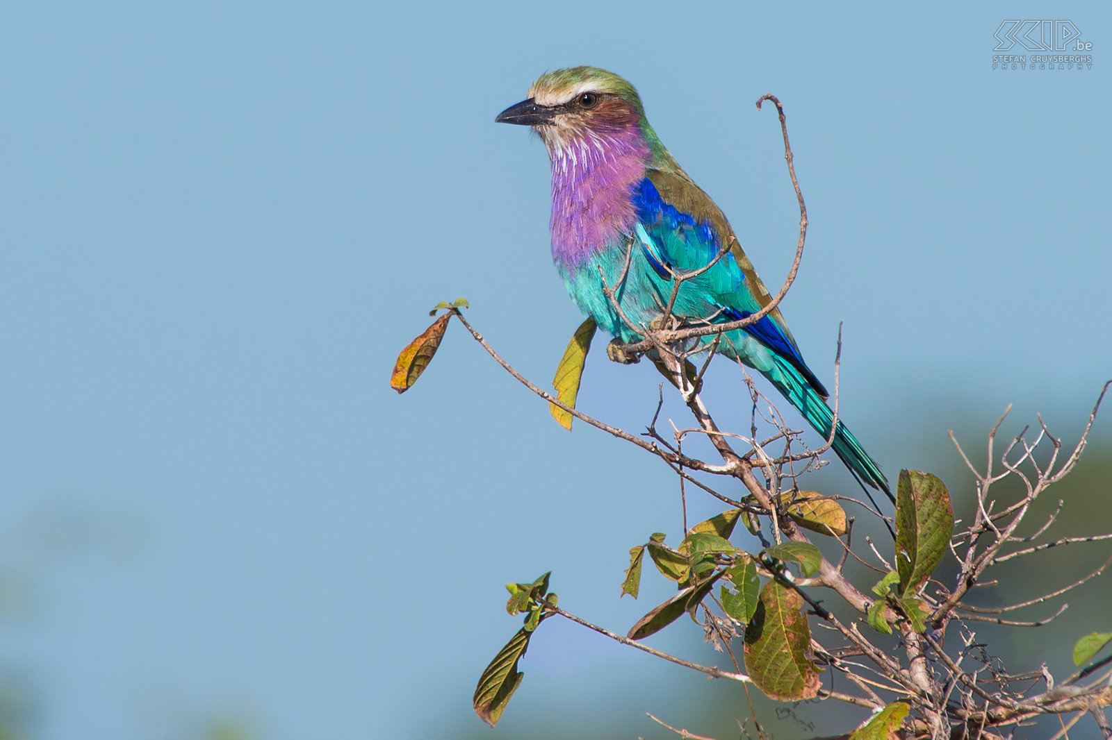 South Luangwa - Lilac-breasted roller The lilac-breasted roller (Coracias caudatus) is a common but beautiful bird that can be mostly seen at the tops of trees from where it can spot insects, lizards, snails, small birds and rodents at the ground. Stefan Cruysberghs
